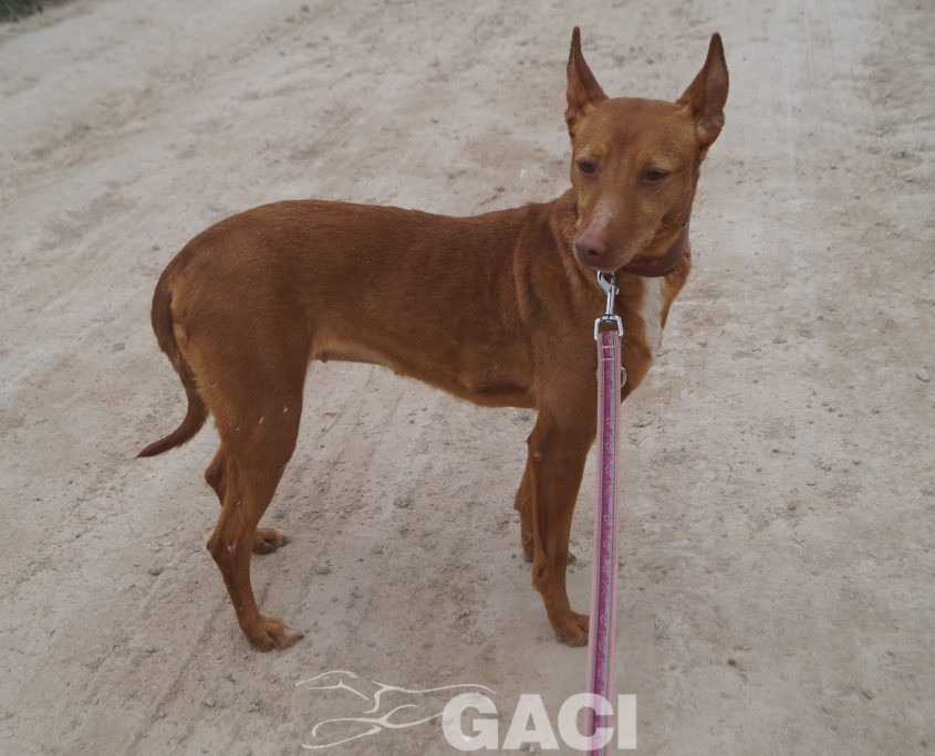 JARA NUEVAS FOTOS (20)