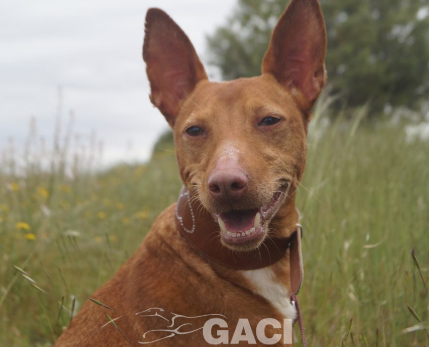 JARA NUEVAS FOTOS (6)