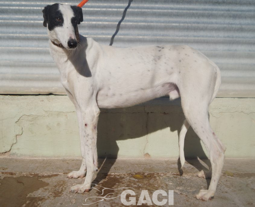 P201125_03 TITAN M2 941000024291125 ( CEDIDO) (1)