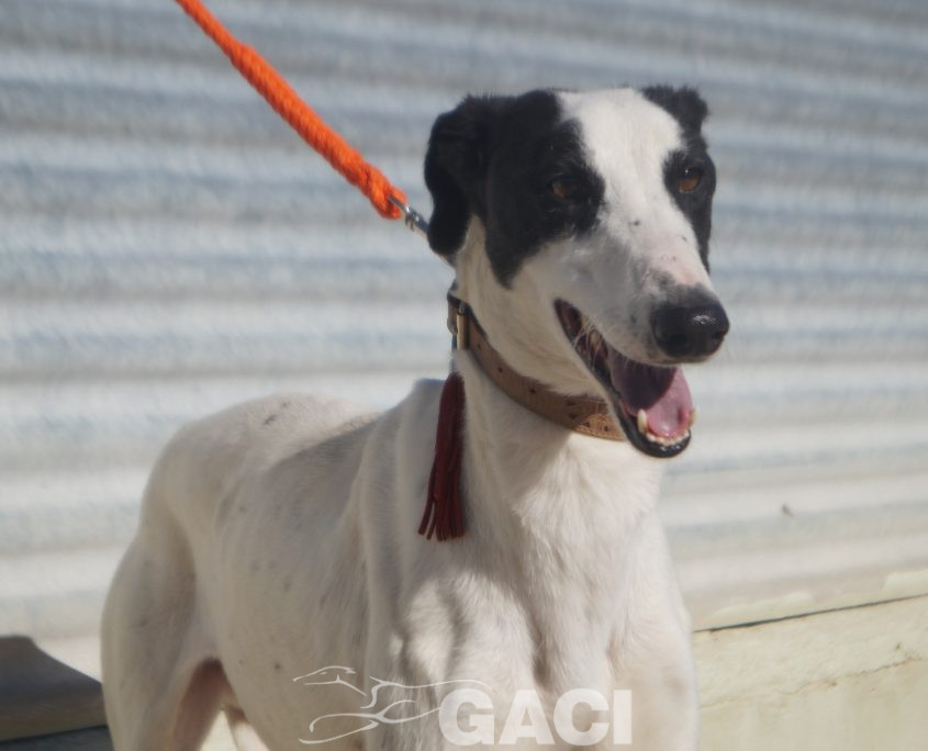 P201125_03 TITAN M2 941000024291125 ( CEDIDO) (10)