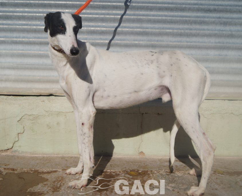 P201125_03 TITAN M2 941000024291125 ( CEDIDO) (2)