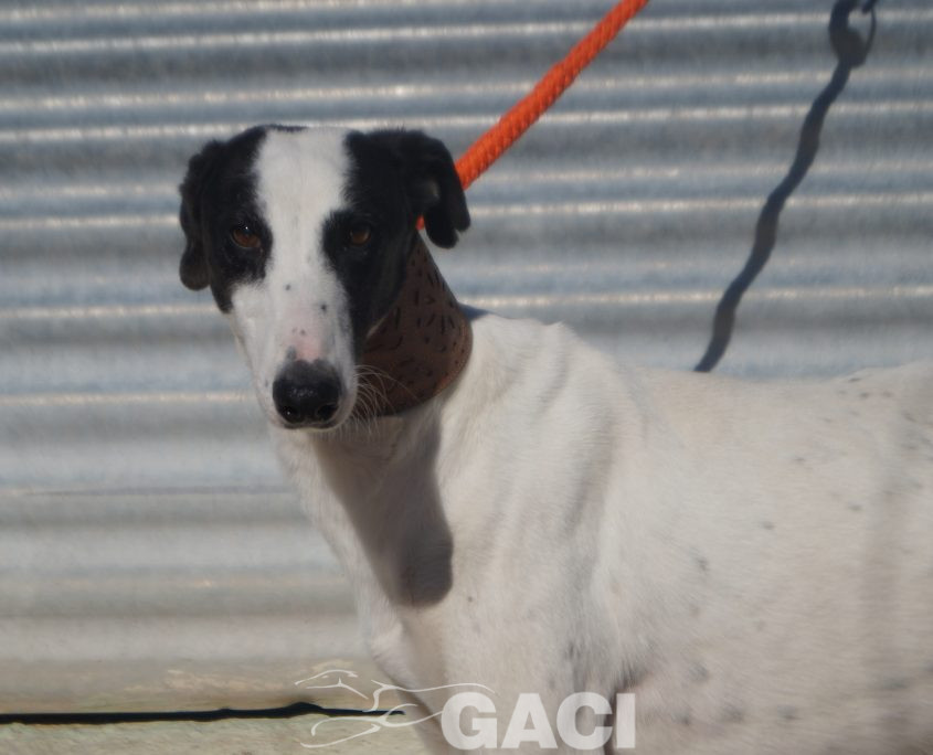 P201125_03 TITAN M2 941000024291125 ( CEDIDO) (5)