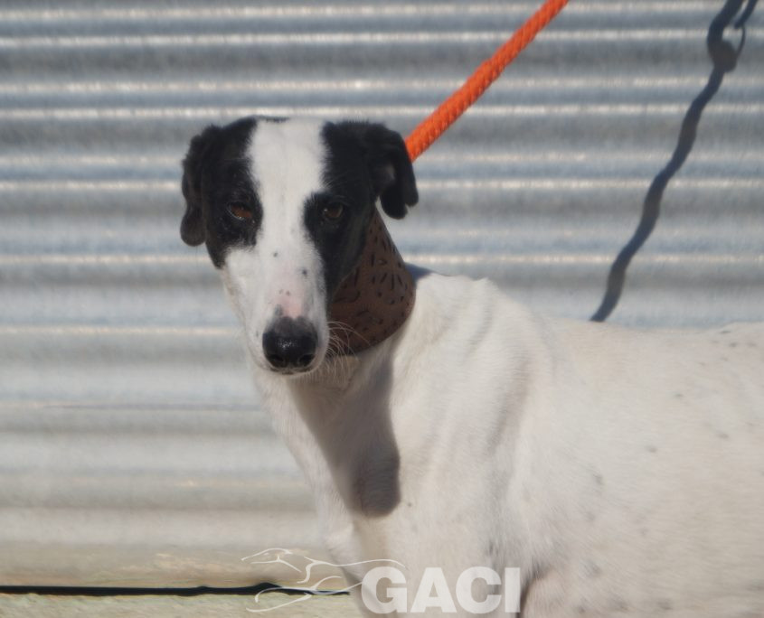 P201125_03 TITAN M2 941000024291125 ( CEDIDO) (6)