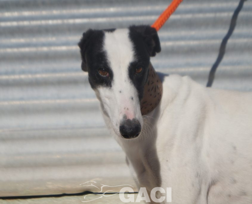 P201125_03 TITAN M2 941000024291125 ( CEDIDO) (8)