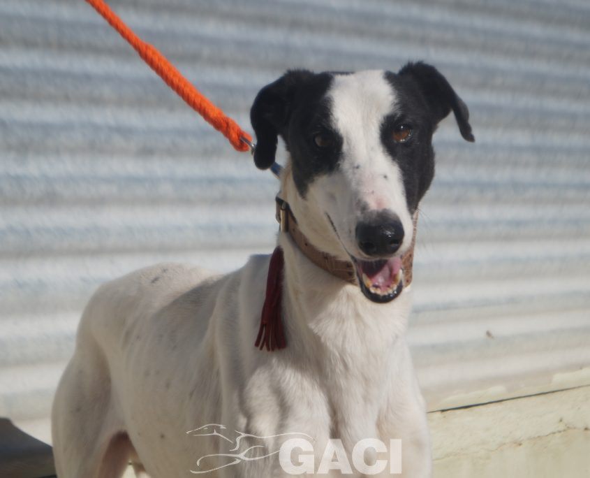 P201125_03 TITAN M2 941000024291125 ( CEDIDO) (9)