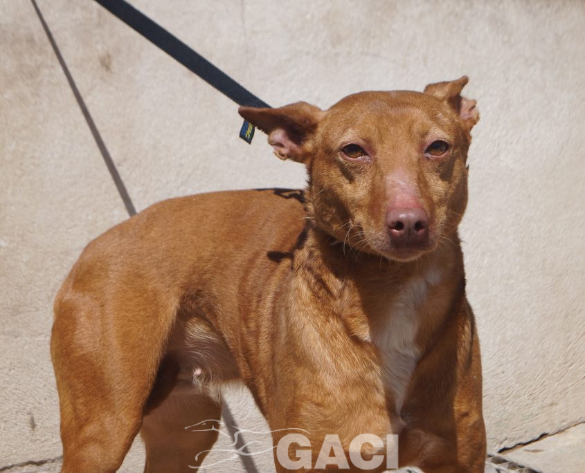 P210405_03 JARA H8 941000015406470 ( CESION) (1)