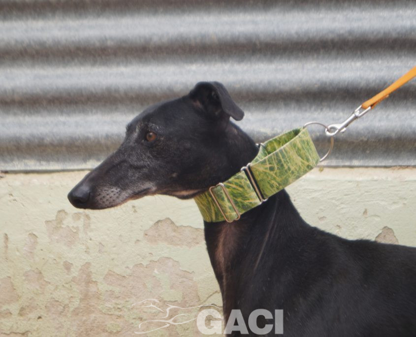 P210417_02 GITANA H5 941000022942385 ( CESION) (1)