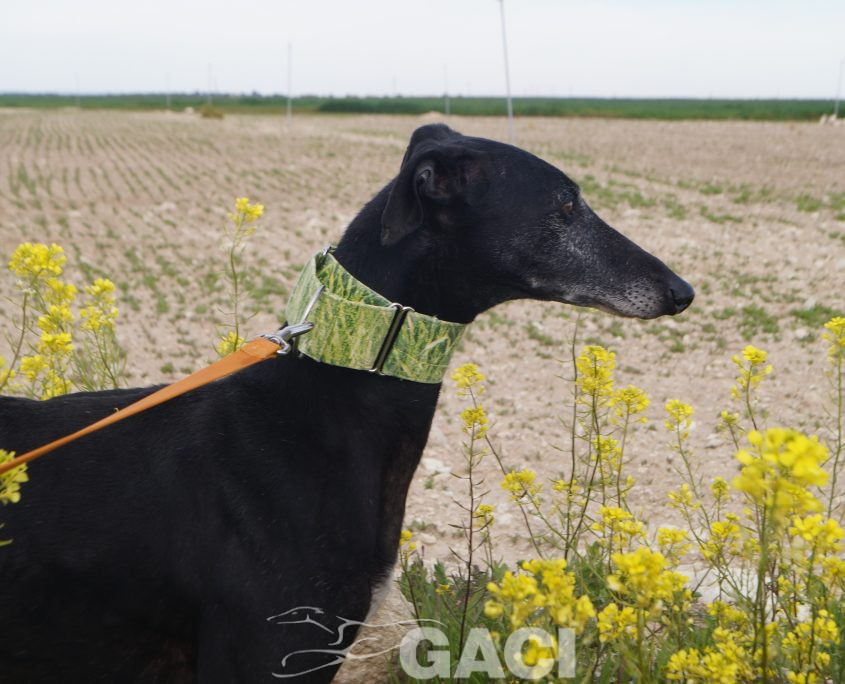 P210417_02 GITANA H5 941000022942385 ( CESION) (2)