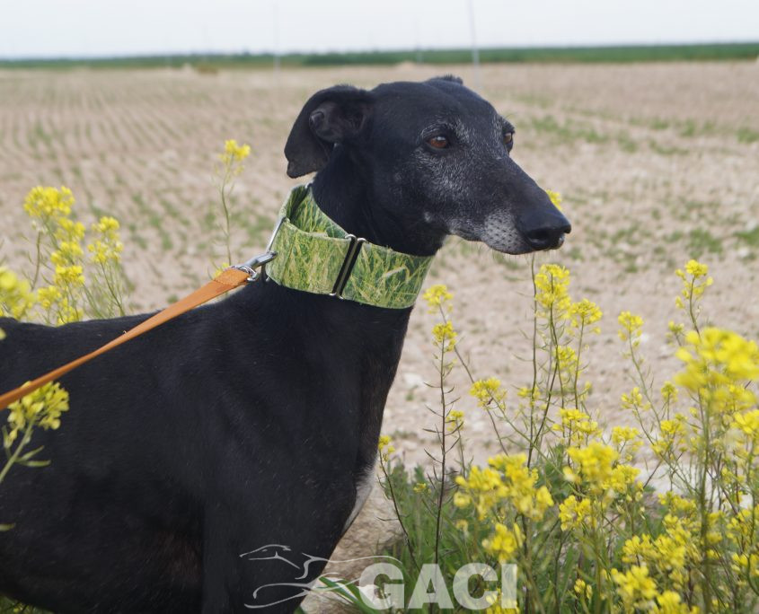 P210417_02 GITANA H5 941000022942385 ( CESION) (3)