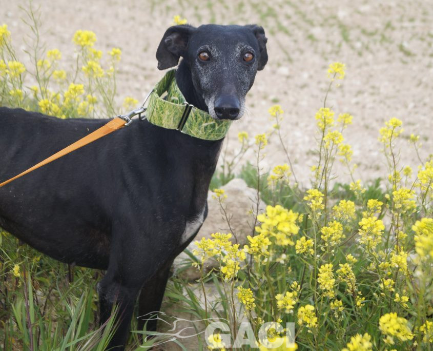 P210417_02 GITANA H5 941000022942385 ( CESION) (4)