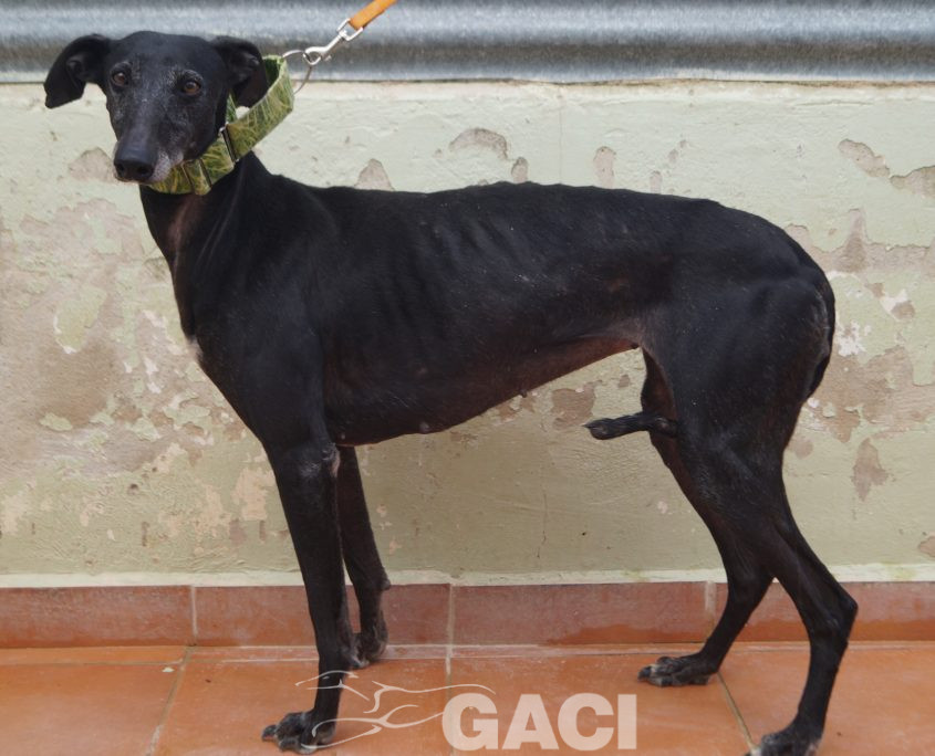 P210417_02 GITANA H5 941000022942385 ( CESION) (5)