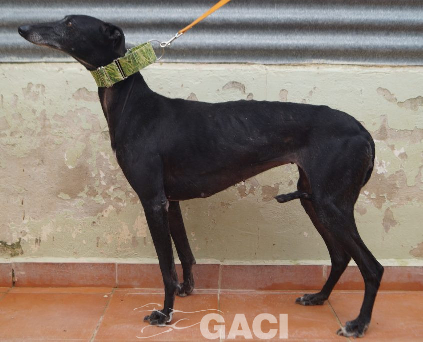 P210417_02 GITANA H5 941000022942385 ( CESION) (6)