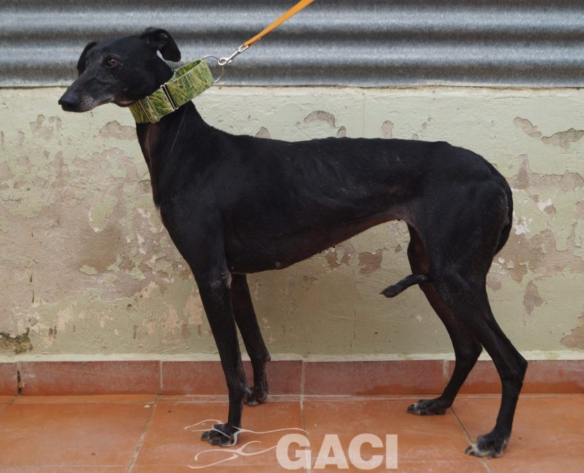 P210417_02 GITANA H5 941000022942385 ( CESION) (7)