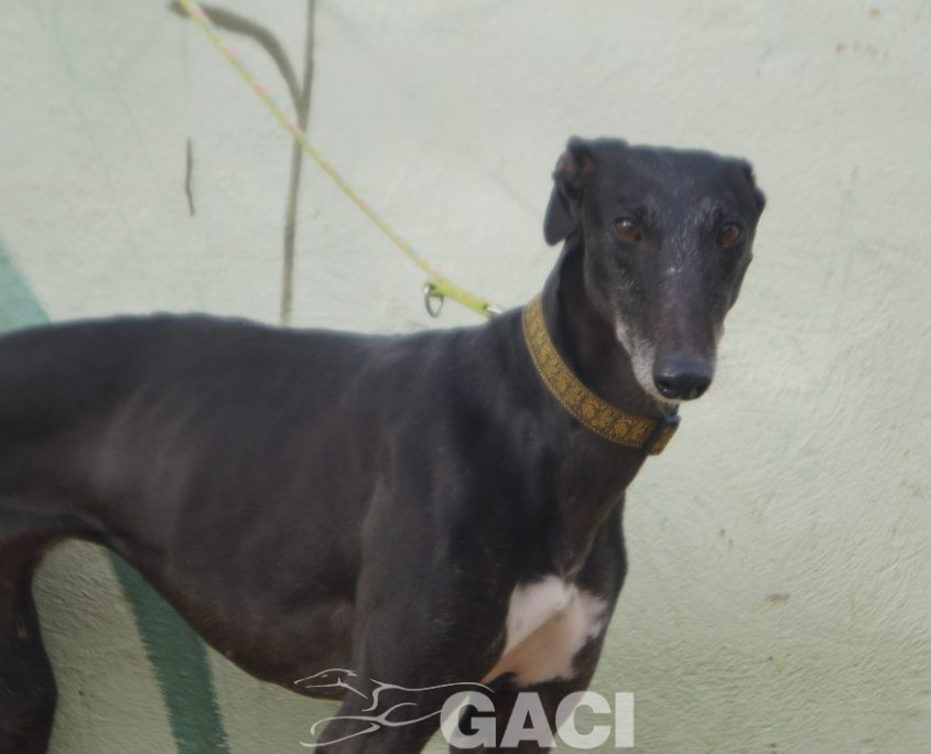 P201212_02 VALERI H3 (11)