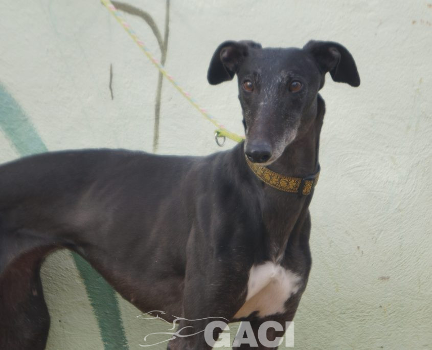 P201212_02 VALERI H3 (12)