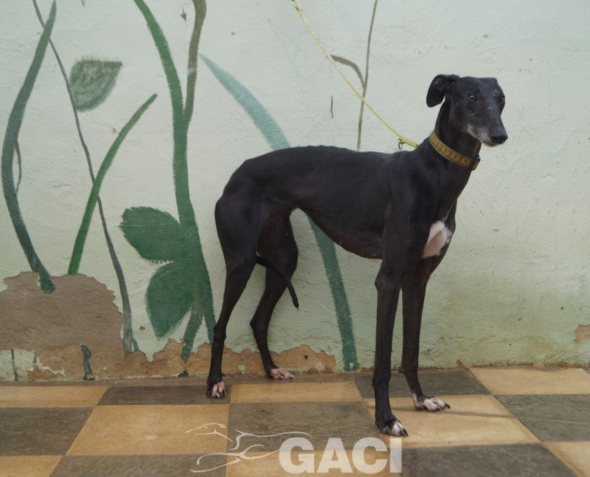 P201212_02 VALERI H3 (5)