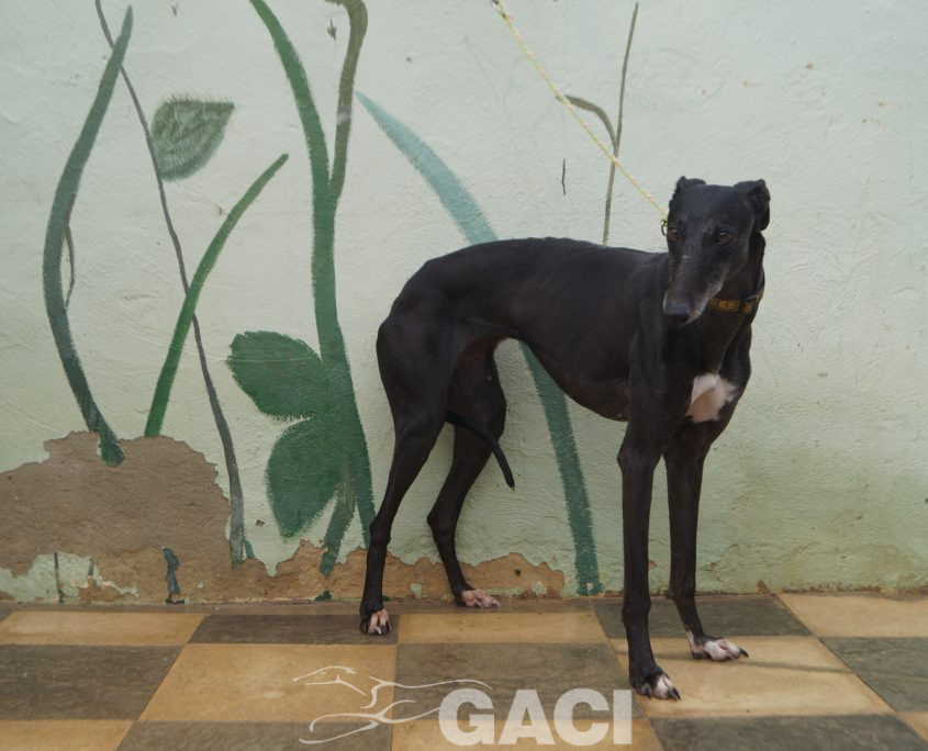 P201212_02 VALERI H3 (6)