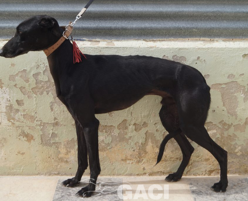 P210208_02 ISLERO M2 941000023950942 ( CESION) (2)