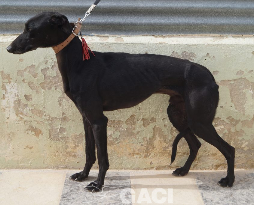 P210208_02 ISLERO M2 941000023950942 ( CESION) (3)