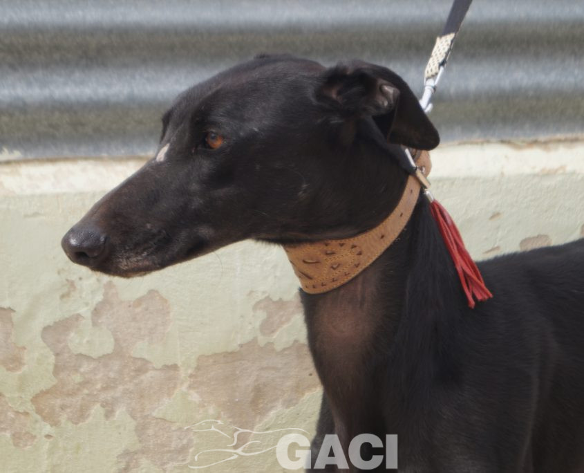 P210208_02 ISLERO M2 941000023950942 ( CESION) (7)