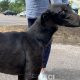 Glenda-greyhound-GACI (1)