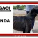 Glenda-greyhound-GACI (10)