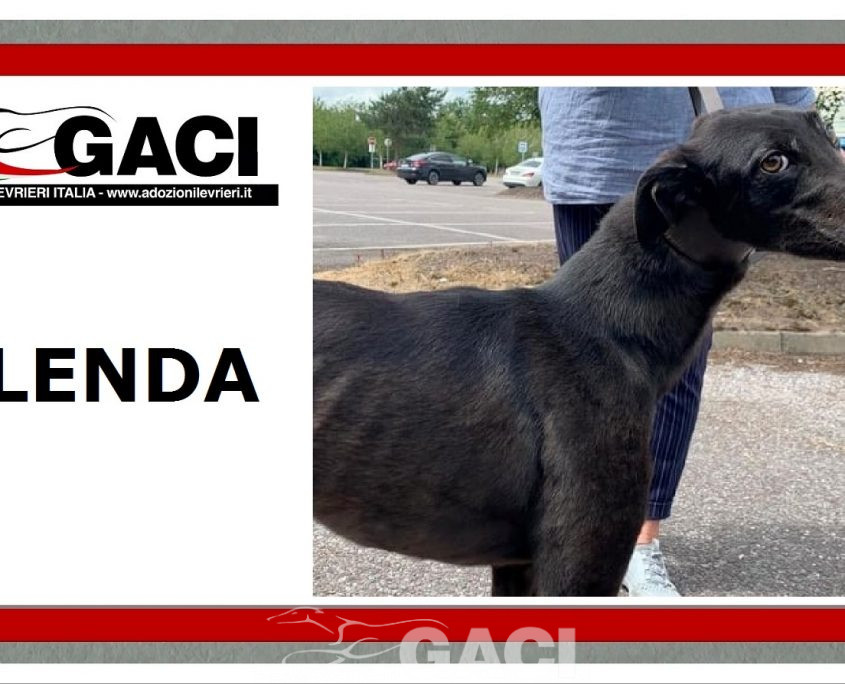 Glenda-greyhound-GACI (10)
