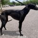 Glenda-greyhound-GACI (2)