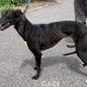 Glenda-greyhound-GACI (3)
