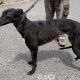 Glenda-greyhound-GACI (5)