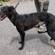 Glenda-greyhound-GACI (7)