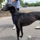 Glenda-greyhound-GACI (9)