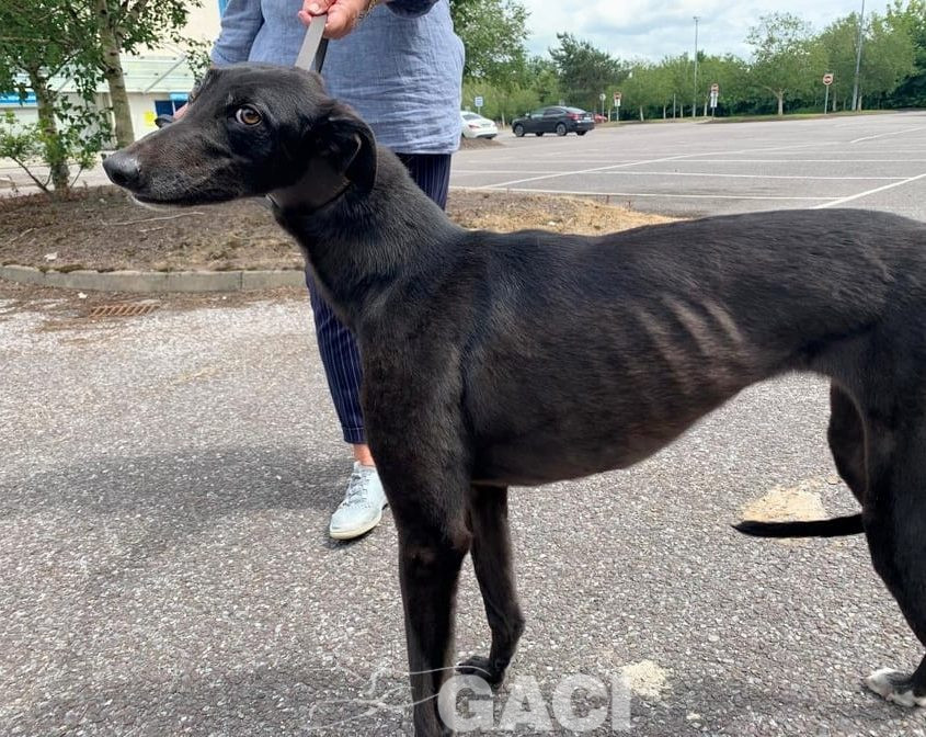 Glenda-greyhound-GACI (9)