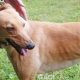 Rachel-greyhound-GACI (2)