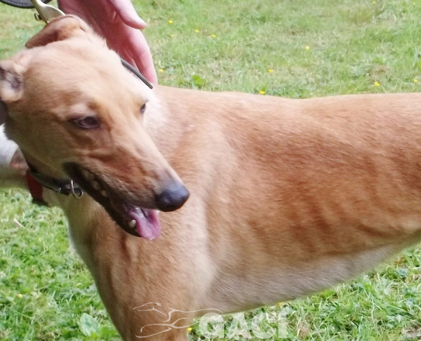 Rachel-greyhound-GACI (2)