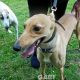 Rachel-greyhound-GACI (3)