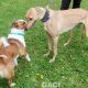 Rachel-greyhound-GACI (4)