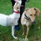 Rachel-greyhound-GACI (7)