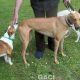 Rachel-greyhound-GACI (8)
