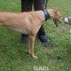 Rachel-greyhound-GACI (9)