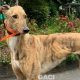 Tina-greyhound-GACI (1)