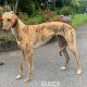 Tina-greyhound-GACI (2)
