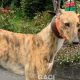 Tina-greyhound-GACI (3)