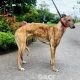 Tina-greyhound-GACI (4)