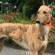 Tina-greyhound-GACI (5)