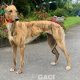 Tina-greyhound-GACI (6)