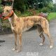 Tina-greyhound-GACI (8)