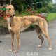 Tina-greyhound-GACI (9)