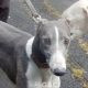 Abby-greyhound-GACI (1)