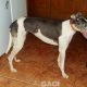Abby-greyhound-GACI (10)